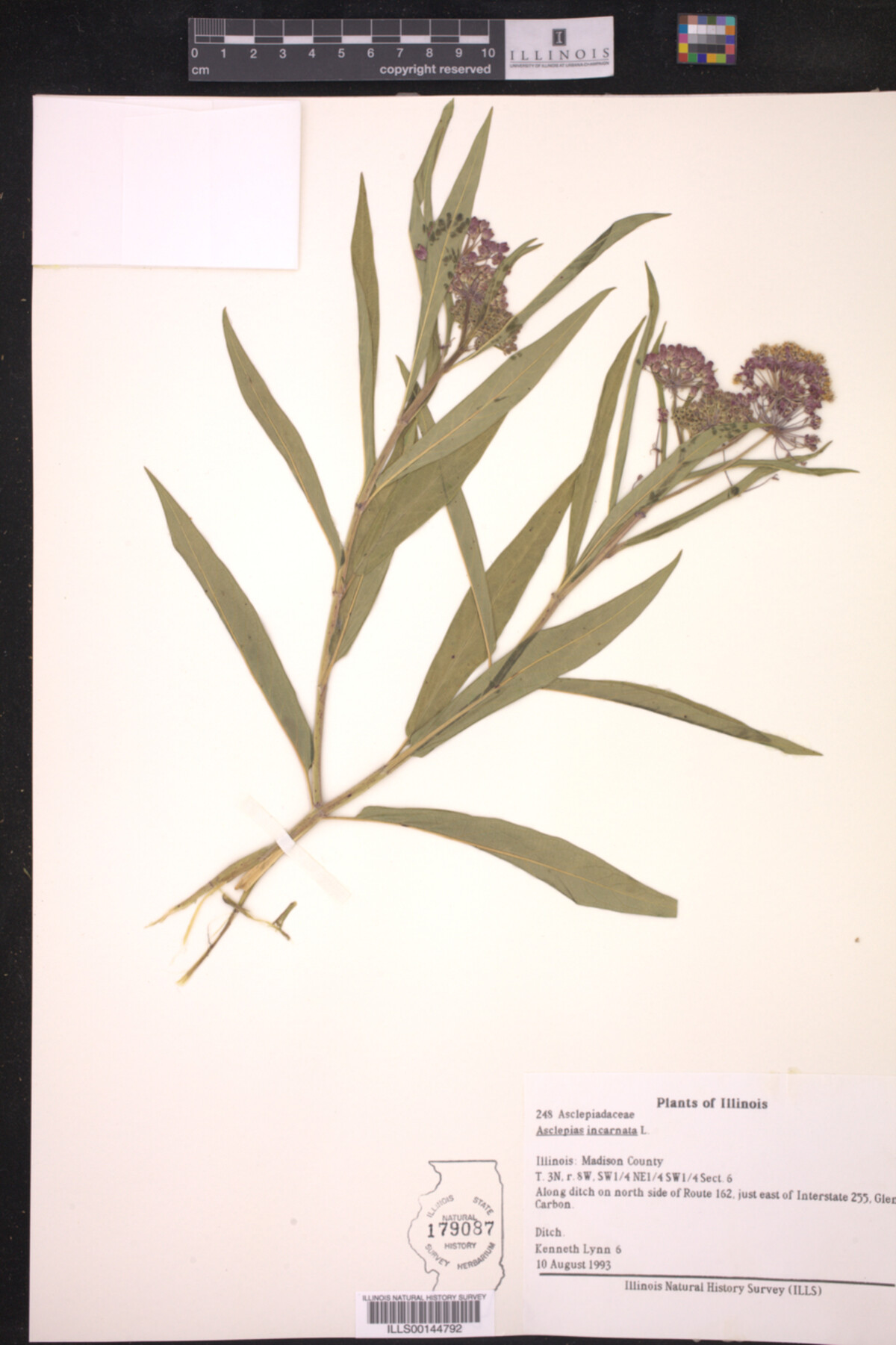 Asclepias incarnata image